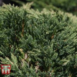 Juniperus Horizontalis 'Prince Of Wales' -NAOMI Plant Shop JUNI 66289 D