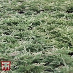 Juniperus Horizontalis 'Prince Of Wales' -NAOMI Plant Shop JUNI 66289 E