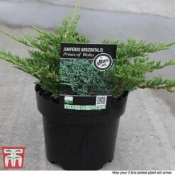Juniperus Horizontalis 'Prince Of Wales' -NAOMI Plant Shop JUNI 66289 F