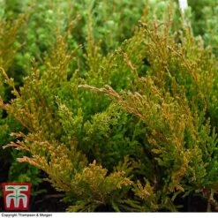 Juniperus Horizontalis 'Andorra Compact' -NAOMI Plant Shop JUNI T28605 A1