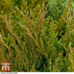Juniperus Horizontalis 'Andorra Compact' -NAOMI Plant Shop JUNI T28606 A1