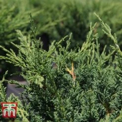 Juniperus Chinensis 'Blaauw'