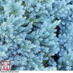 Juniperus Chinensis 'Blaauw' -NAOMI Plant Shop JUNI T58035 C1