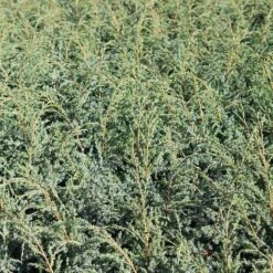 Juniperus Chinensis 'Blue Alps'