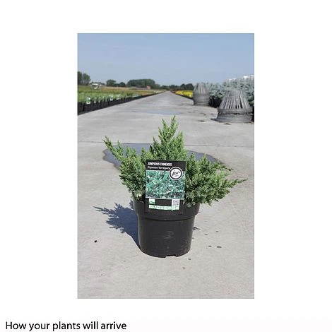 Juniperus Chinensis 'Expansa Variegata' 2 Juniperus Chinensis 'Expansa Variegata' - Image 2