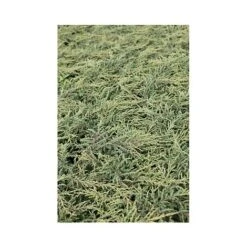 Juniperus Communis 'Repanda'