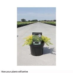Juniperus Conferta 'Allgold' -NAOMI Plant Shop JUNI T66278 B h