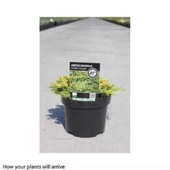 Juniperus Horizontalis 'Golden Carpet' -NAOMI Plant Shop JUNI T66284 B h