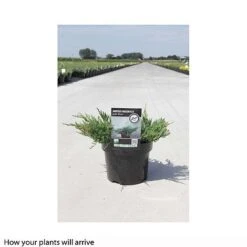Juniperus Horizontalis 'Jade River' -NAOMI Plant Shop JUNI T66286 B h