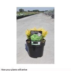 Juniperus Horizontalis 'Lime Glow' -NAOMI Plant Shop JUNI T66287 B h