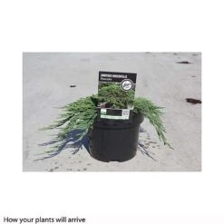 Juniperus Horizontalis 'Pancake' -NAOMI Plant Shop JUNI T66288 A h