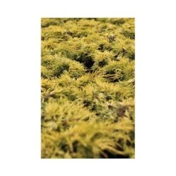 Juniperus X Pfitzeriana 'King Of Spring'