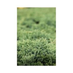 Juniperus Procumbens 'Nana' -NAOMI Plant Shop JUNI T66299 A h