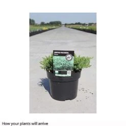 Juniperus Procumbens 'Nana' -NAOMI Plant Shop JUNI T66299 B h