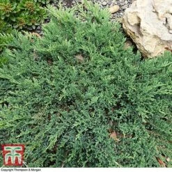 Juniperus Procumbens 'Nana'