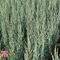 Juniperus Scopulorum 'Blue Arrow'