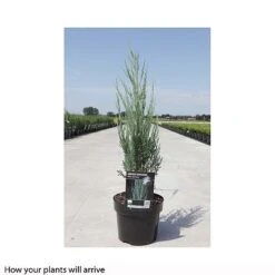Juniperus Scopulorum 'Blue Arrow' -NAOMI Plant Shop JUNI T66303 B h