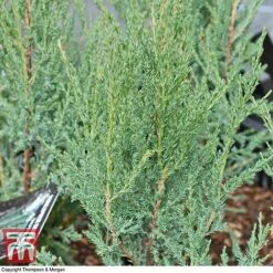 Juniperus Scopulorum 'Blue Arrow' -NAOMI Plant Shop JUNI T66303 C