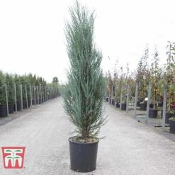 Juniperus Scopulorum 'Blue Arrow' -NAOMI Plant Shop JUNI T66303 D