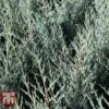Juniperus Scopulorum 'Moonglow'