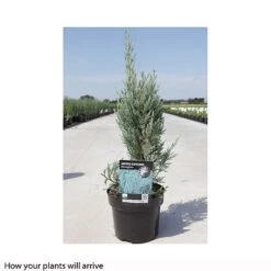 Juniperus Scopulorum 'Moonglow' -NAOMI Plant Shop JUNI T66304 B h