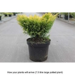Juniperus Horizontalis 'Limeglow' -NAOMI Plant Shop JUNI T68093 B h