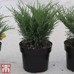 Juniperus Sabina 'Blue Sparkle' -NAOMI Plant Shop JUNI TKA3206 A