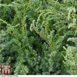 Juniperus Chinensis 'Blue Alps' -NAOMI Plant Shop JUNIBLUE T28608 A1