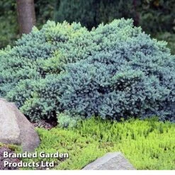 Juniperus Squamata 'Blue Compact'