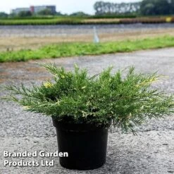 Juniperus Pfitzeriana 'White Splash'