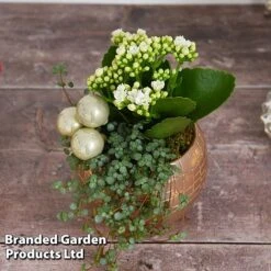 Kalanchoe Christmas Bauble - Gift -NAOMI Plant Shop KALA CHRISBAUB T44339