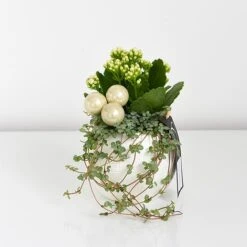 Kalanchoe Christmas Bauble - Gift -NAOMI Plant Shop KALA CHRISBAUB T44341