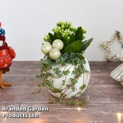 Kalanchoe Christmas Bauble - Gift -NAOMI Plant Shop KALA CHRISBAUB T44342