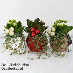 Kalanchoe Christmas Bauble - Gift -NAOMI Plant Shop KALA CHRISBAUB T44344