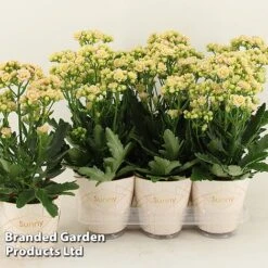 Kalanchoe 'Sunny Light Pink' -NAOMI Plant Shop KALA SUNLP14CM S48786