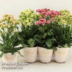 Kalanchoe 'Sunny Mix' -NAOMI Plant Shop KALA SUNMX14CM S48790