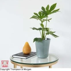 Fatsia Japonica 'Spiders Web' -NAOMI Plant Shop KB0814 FATS 2