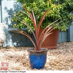 Cordyline 'Red Star' -NAOMI Plant Shop KB3925 CORD 11