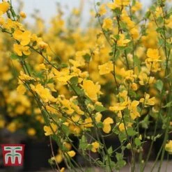 Kerria Japonica 'Golden Guinea' -NAOMI Plant Shop KERR T58202 C