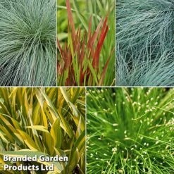 Colourful Ornamental Grass Collection