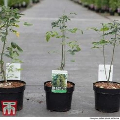 Laburnum Anagyroides -NAOMI Plant Shop LABU T58204 C1