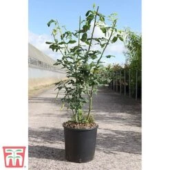 Laburnum X Watereri 'Vossii' -NAOMI Plant Shop LABU TKA3212 A