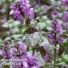 Lamium Maculatum 'Beacon Silver'