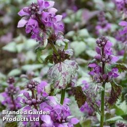 Lamium Maculatum 'Beacon Silver'