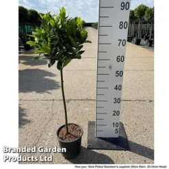 Laurus Nobilis (Standard) -NAOMI Plant Shop LAUR NOBILISTD S52051