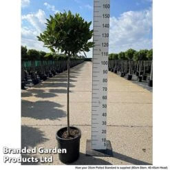 Laurus Nobilis (Standard) -NAOMI Plant Shop LAUR NOBILISTD S52052