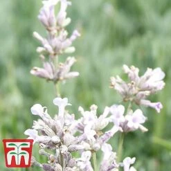 Lavender Collection -NAOMI Plant Shop LAVE ROSEA S034471