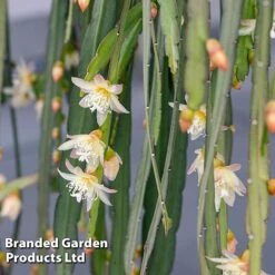 NAOMI Plant Shop -NAOMI Plant Shop LEPI BOLIVIANU KF1290