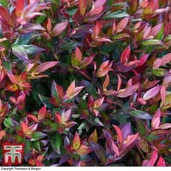 Leucothoe Axillaris 'Little Flames' -NAOMI Plant Shop LEUC 66323 A1
