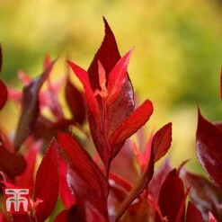 Leucothoe Axillaris 'Little Flames' -NAOMI Plant Shop LEUC 66323 C